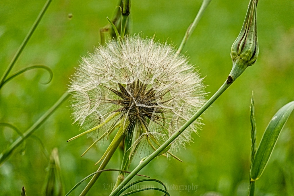 Wandeling Boetelereveld